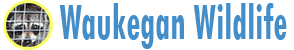 Waukegan Wildlife